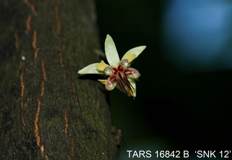 Flower on tree. (Accession: TARS 16842 B).