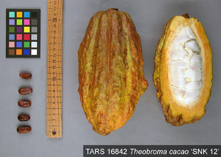 Pods and seeds. (Accession: TARS 16842 A).