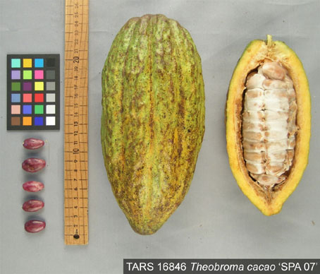 Pods and seeds. (Accession: TARS 16846).