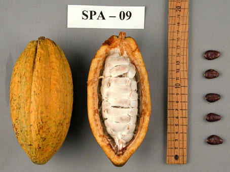 Pods and seeds. (Accession: TARS 16847).