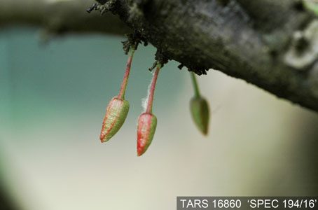 Flowerbud on tree. (Accession: TARS 16860).