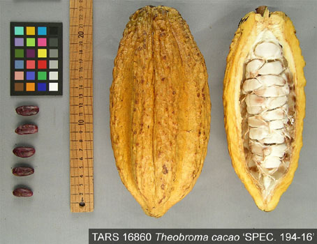 Pods and seeds. (Accession: TARS 16860).