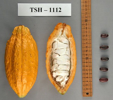Pods and seeds. (Accession: TARS 16868).