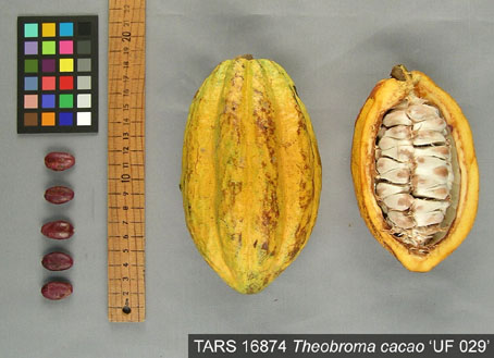 Pods and seeds. (Accession: TARS 16874).