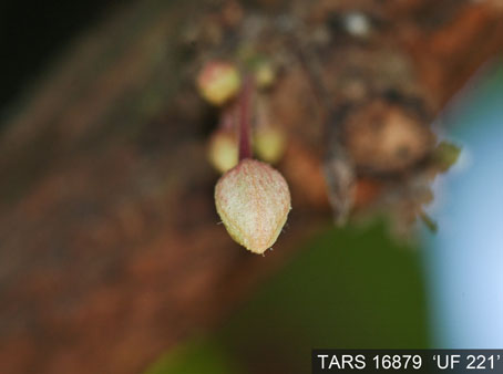 Flowerbud on tree. (Accession: TARS 16879).