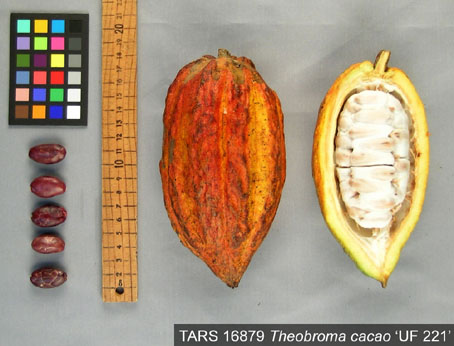 Pods and seeds. (Accession: TARS 16879).