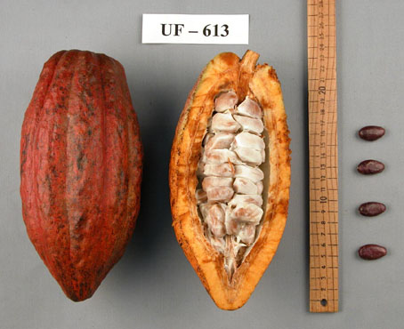 Pods and seeds. (Accession: TARS 16881).