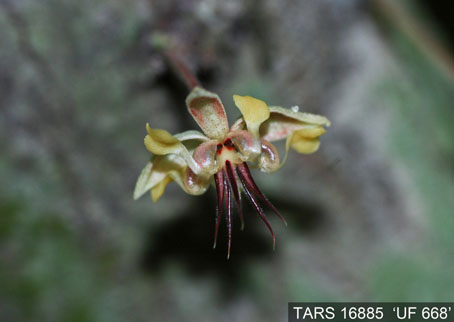 Flower on tree. (Accession: TARS 16885).