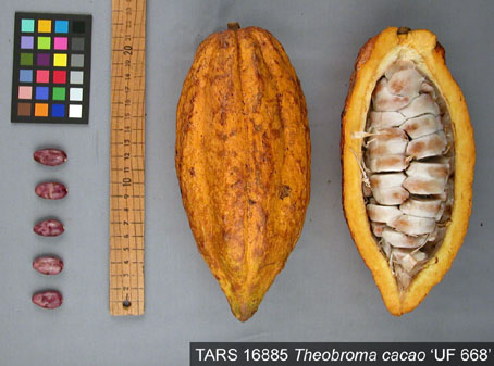 Pods and seeds. (Accession: TARS 16885).